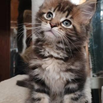 chaton Maine coon brown blotched tabby ARIU YUTORAKO Chatterie Yutorako
