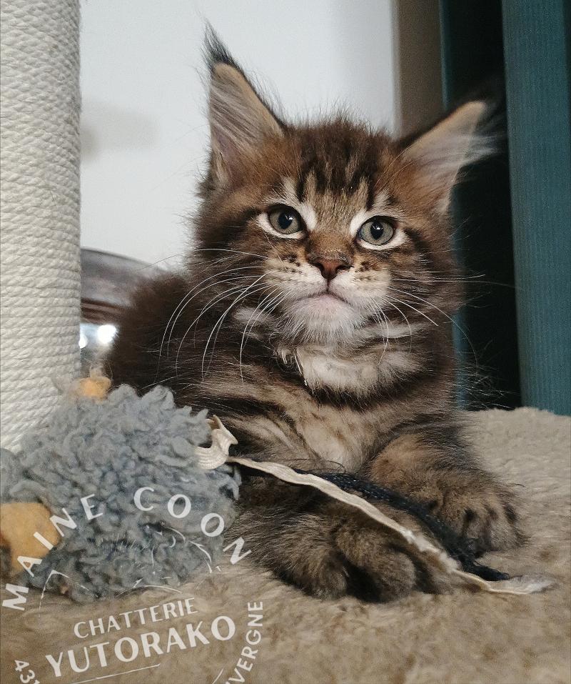ARIU YUTORAKO Yutorako Mâle Maine coon