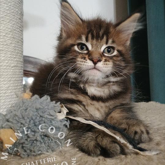 ARIU YUTORAKO Yutorako Mâle Maine coon