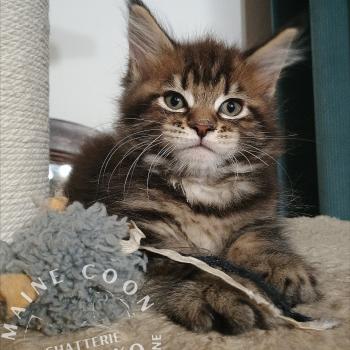 chaton Maine coon brown blotched tabby ARIU YUTORAKO Chatterie Yutorako