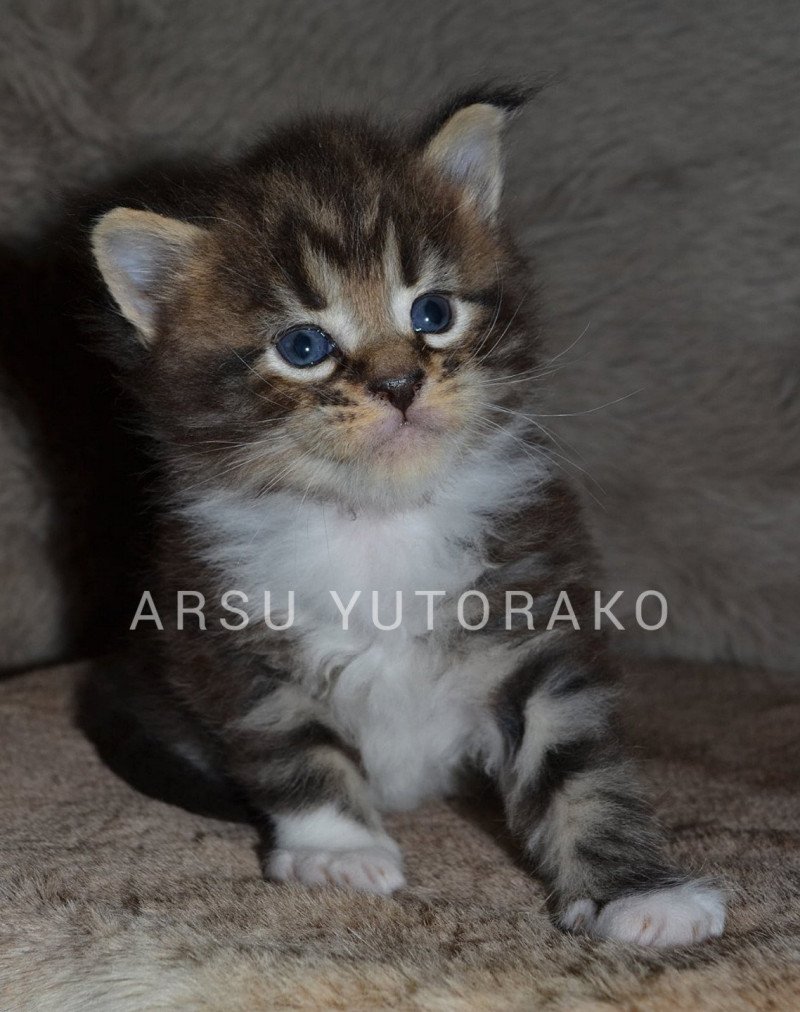 ARSU YUTORAKO Mâle Maine coon