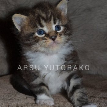 chaton Maine coon brown blotched tabby bicolor ARSU YUTORAKO Chatterie Yutorako