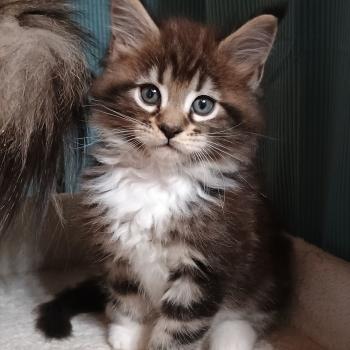 chaton Maine coon brown blotched tabby bicolor ARSU YUTORAKO Chatterie Yutorako