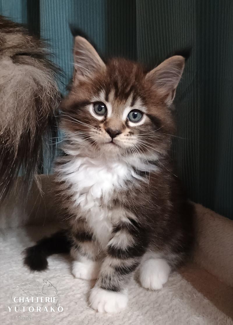 ARSU YUTORAKO Yutorako Mâle Maine coon
