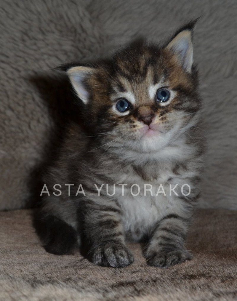 ASTA YUTORAKO Femelle Maine coon
