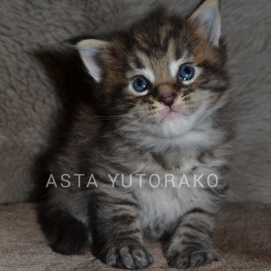 ASTA YUTORAKO Femelle Maine coon