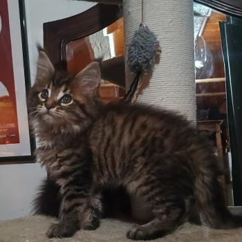 chaton Maine coon brown spotted tabby ASTA YUTORAKO Chatterie Yutorako