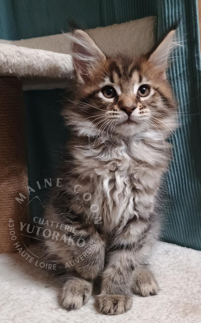 ASTA YUTORAKO Yutorako Femelle Maine coon