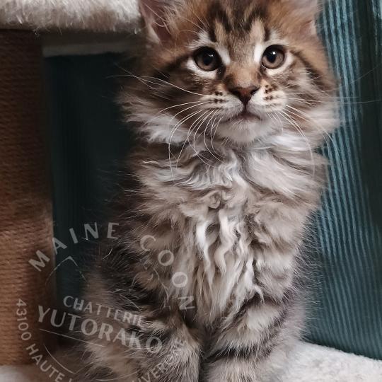 ASTA YUTORAKO Yutorako Femelle Maine coon