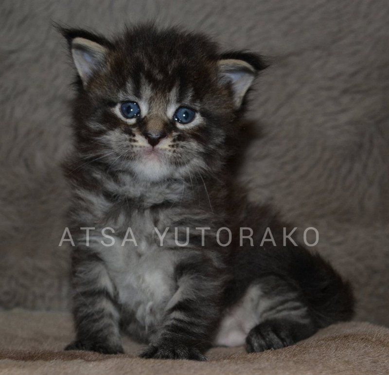 ATSA YUTORAKO Femelle Maine coon