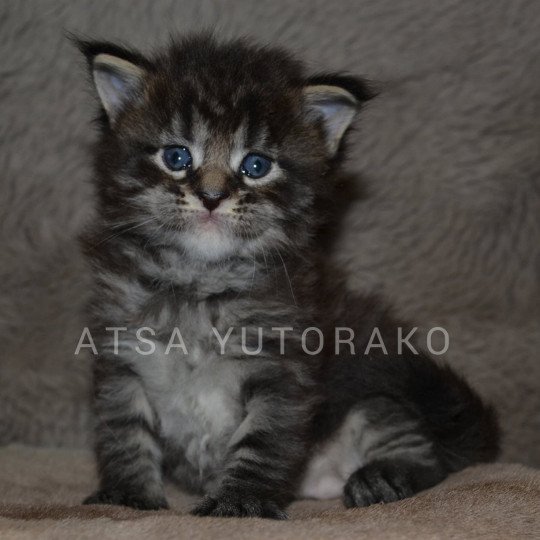 ATSA YUTORAKO Femelle Maine coon