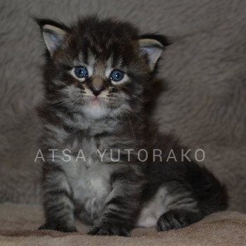 chaton Maine coon brown mackerel tabby ATSA YUTORAKO Chatterie Yutorako