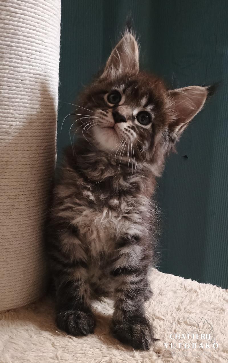 ATSA YUTORAKO Yutorako Femelle Maine coon