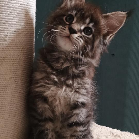 ATSA YUTORAKO Yutorako Femelle Maine coon