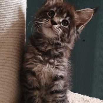 chaton Maine coon brown spotted tabby ATSA YUTORAKO Chatterie Yutorako