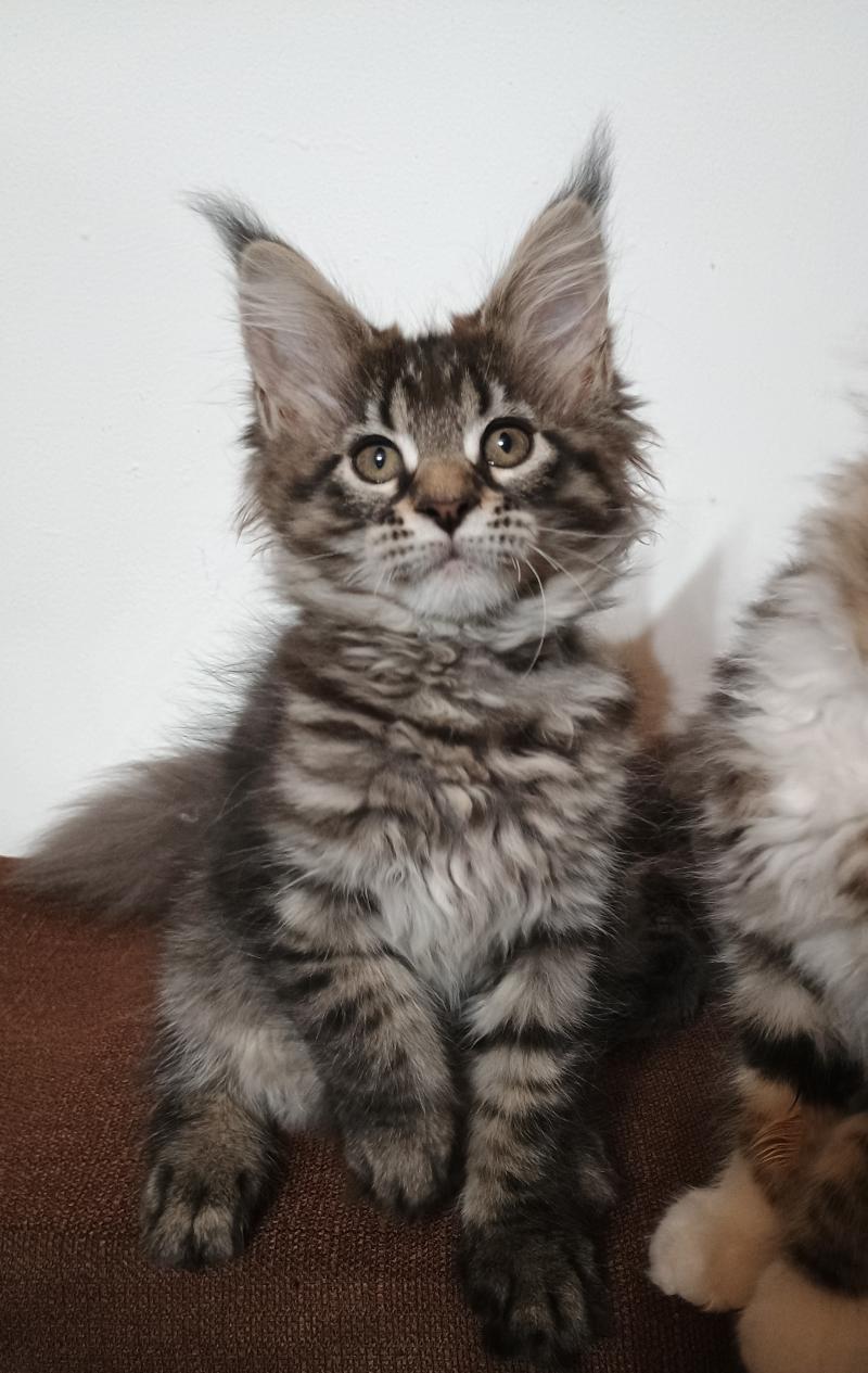 ATSA YUTORAKO Yutorako Femelle Maine coon
