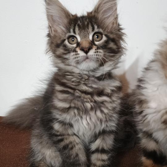 ATSA YUTORAKO Yutorako Femelle Maine coon
