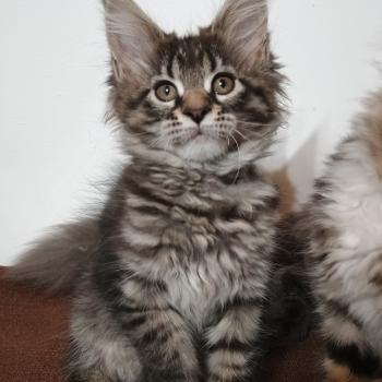 chaton Maine coon brown spotted tabby ATSA YUTORAKO Chatterie Yutorako