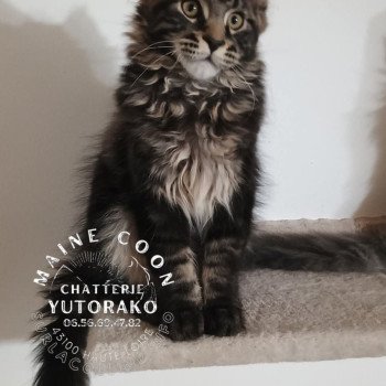 chaton Maine coon brown ticked tabby AUPE YUTORAKO Chatterie Yutorako chaton Maine coon brown ticked tabby AUPE YUTORAKO Chatterie Yutorako