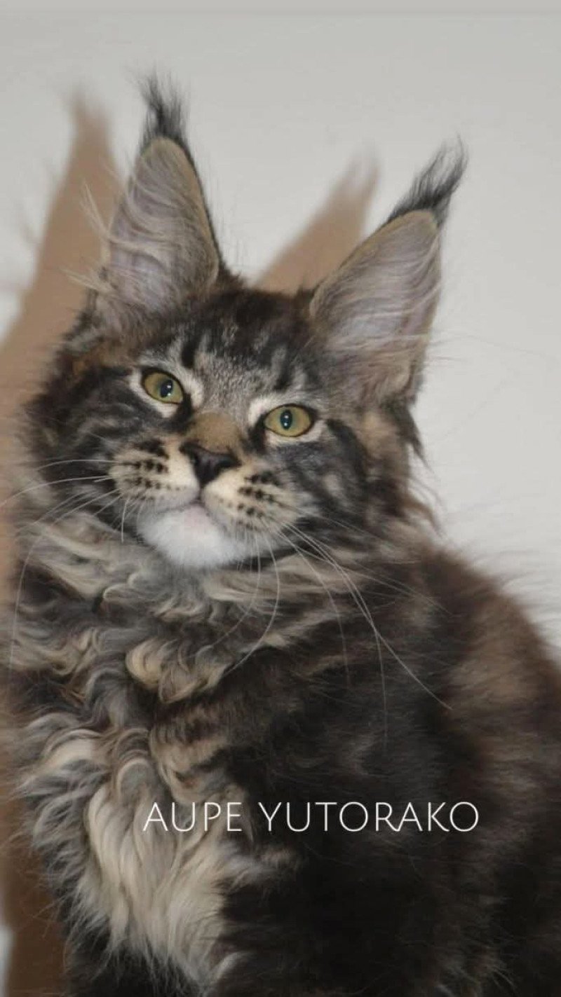 AUPE YUTORAKO Mâle Maine coon