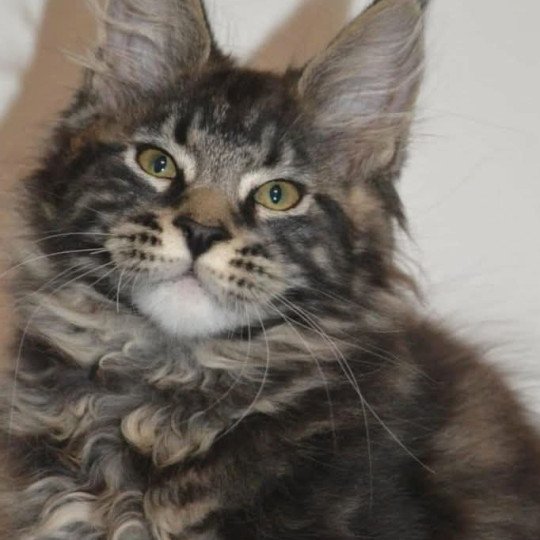 AUPE YUTORAKO Mâle Maine coon