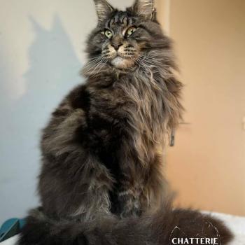 chaton Maine coon brown blotched tabby AUPE YUTORAKO Chatterie Yutorako