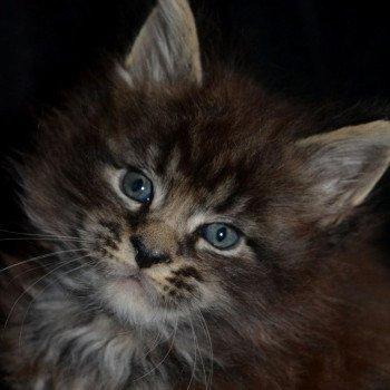 chaton Maine coon brown blotched tabby AUPE YUTORAKO Chatterie Yutorako