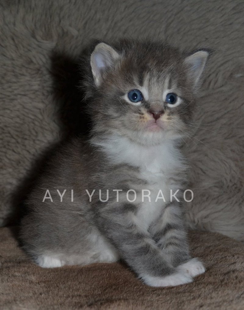 AYI YUTORAKO Mâle Maine coon