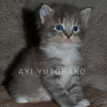 chaton Maine coon blue mackerel tabby bicolor AYI YUTORAKO Chatterie Yutorako