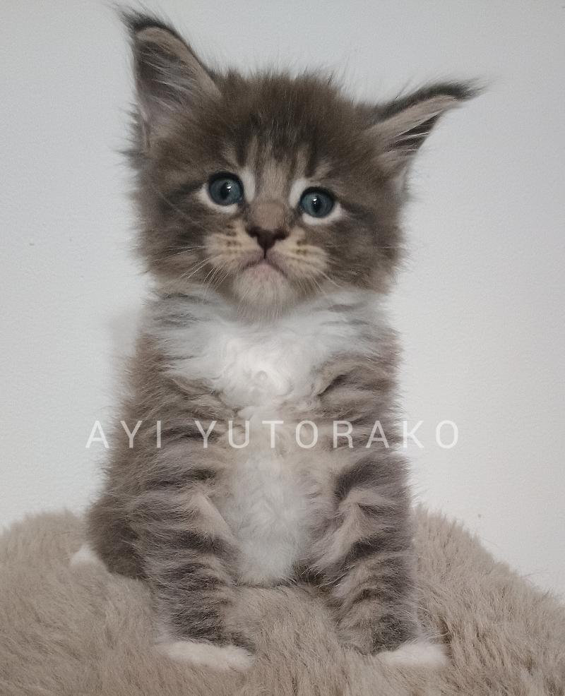 AYI YUTORAKO Yutorako Mâle Maine coon