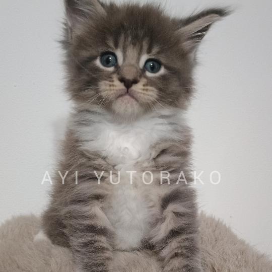 AYI YUTORAKO Yutorako Mâle Maine coon