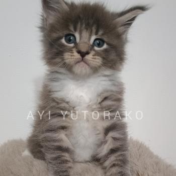 chaton Maine coon blue mackerel tabby bicolor AYI YUTORAKO Chatterie Yutorako