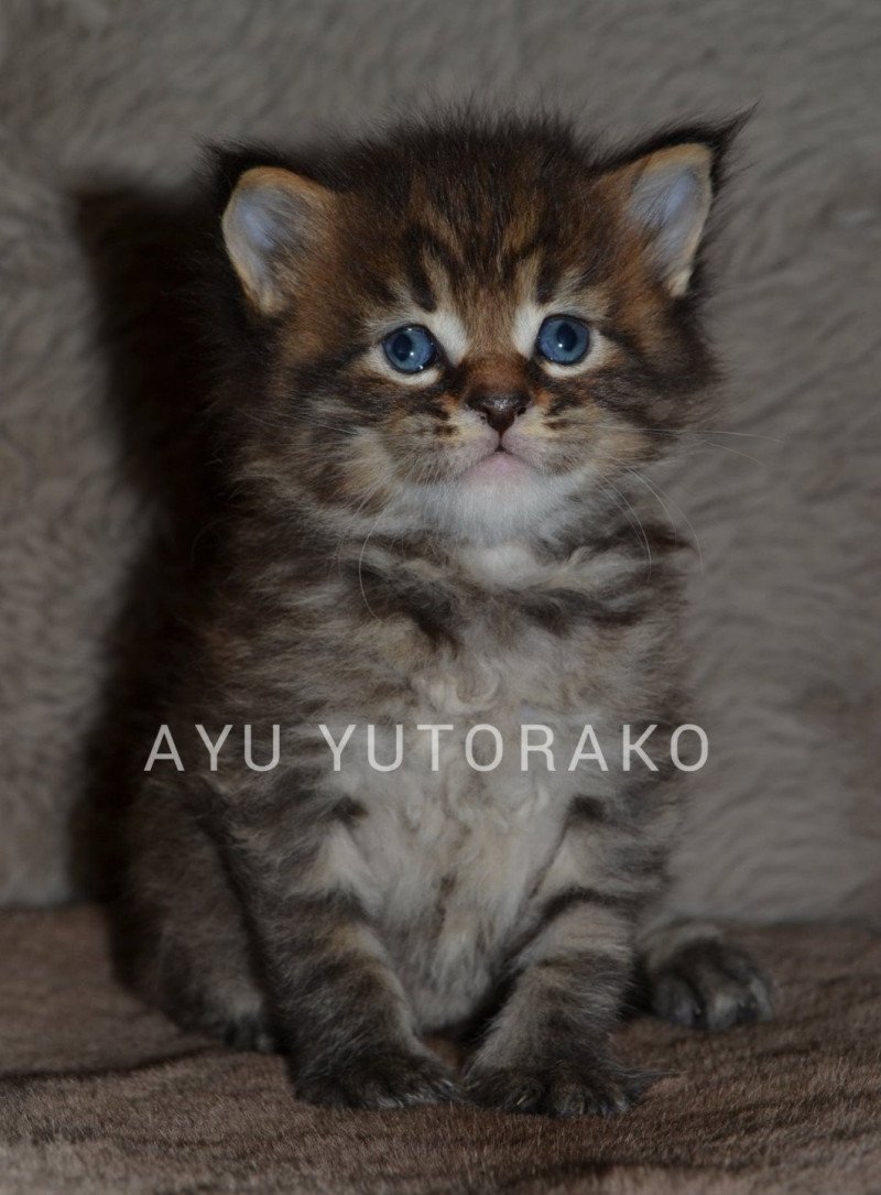 AYU YUTORAKO Mâle Maine coon