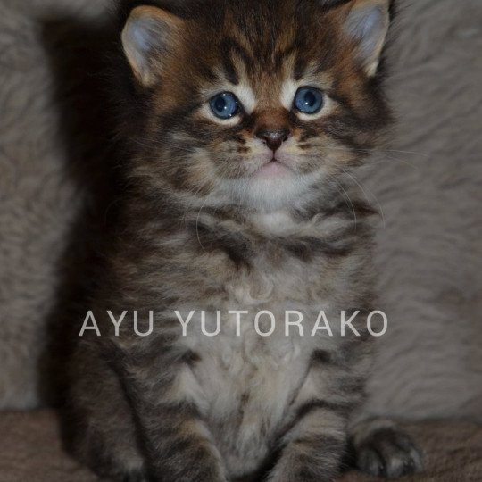 AYU YUTORAKO Mâle Maine coon