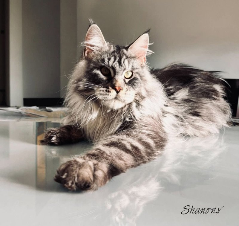 ULYSSE Des coons de Soultant Mâle Maine coon