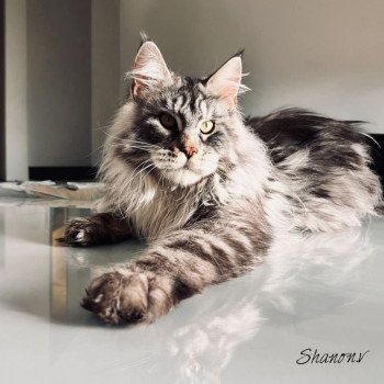ULYSSE Des coons de Soultant Mâle Maine coon