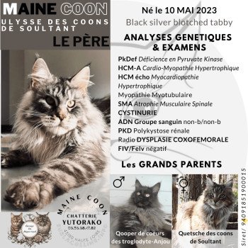 chat Maine coon black silver blotched tabby ULYSSE Chatterie Yutorako