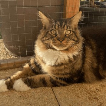 WAKA DES VOLCAGRIFFES Mâle Maine coon