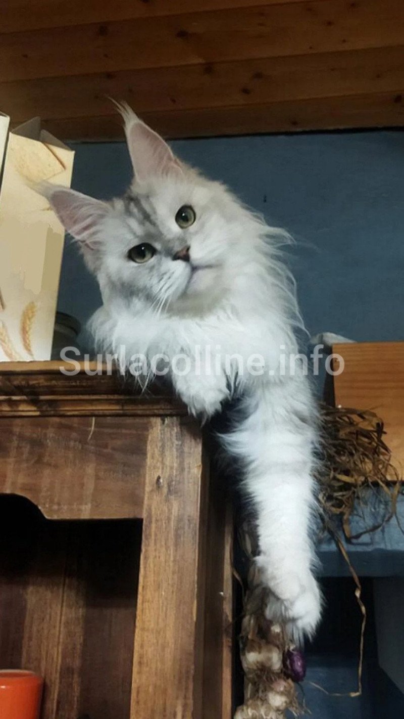 YONA Femelle Maine coon YONA Femelle Maine coon