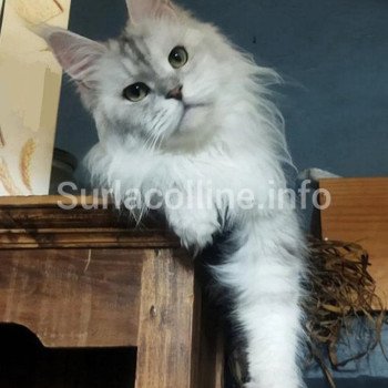 chat Maine coon black silver shaded YONA Chatterie Yutorako chat Maine coon black silver shaded YONA Chatterie Yutorako