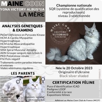 chat Maine coon black silver shaded YONA Chatterie Yutorako