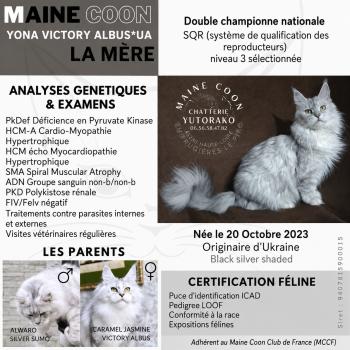 chat Maine coon black silver shaded YONA Chatterie Yutorako