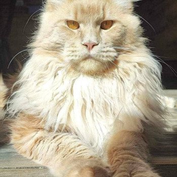chat Maine coon cream smoke ZEPHYR Chatterie Yutorako chat Maine coon cream smoke ZEPHYR Chatterie Yutorako