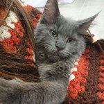 ARALE (Portée YONA ❤ ULYSSE) (EX1) à l'expo